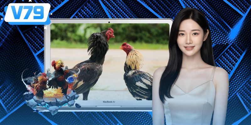 Đá Gà 88 - Khám Phá Sảnh Chọi Chiến Kê Nổi Bật Tại V79