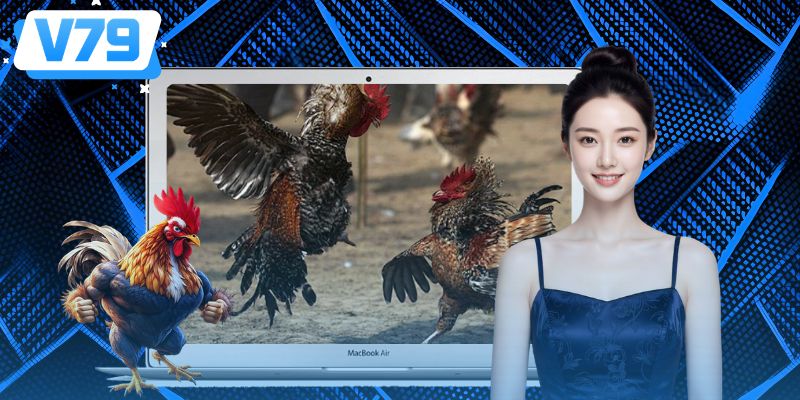 Sự khác biệt hình thức đá gà trực tiếp Sự khác biệt hình thức đá gà trực tiếp